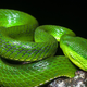 Trimeresurus albolabris, una de las especies de crótalo que detecta objetos por el calor corporal. Foto: Rushen / Flickr